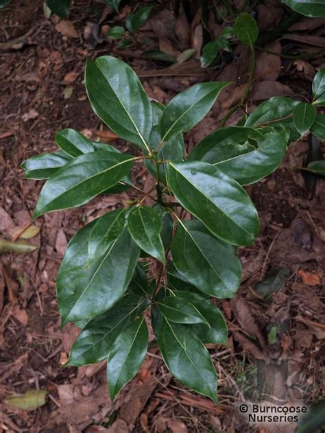 Cinnamomum Camphora From Burncoose Nurseries