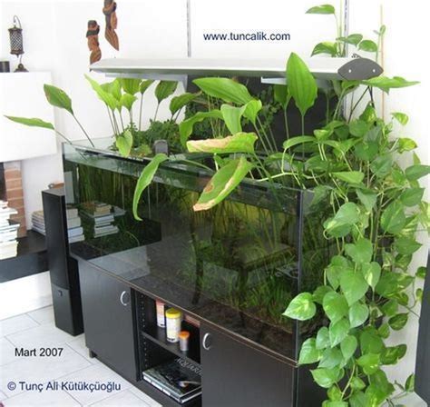 Growing Plants Above Aquarium - Lea Garden Plant