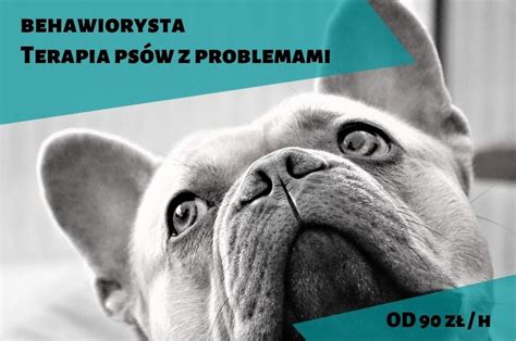 Behawiorysta Psi Behawiorysta Koci Pies Expert