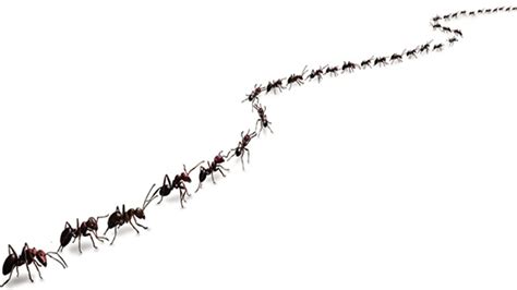 2,872 Ants Marching Images, Stock Photos & Vectors | Shutterstock ...