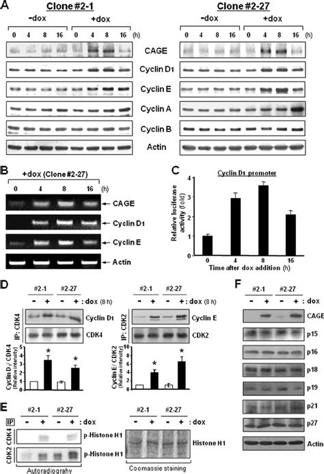 Expression Levels Of Cyclins And Kinase Activities Of Cdks In Download Scientific Diagram