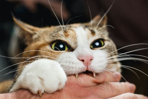 猫が甘噛みするのはどんな時？ 理由と噛み癖の対処法 となりのカインズさん