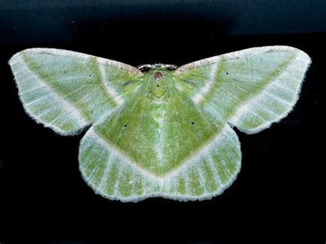 Showy Emerald Moth Hodges Dichorda Iridaria Bugguide Net