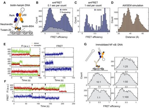 SmFRET Revealed A Continuum Of Long Lived Conformations For DNA Bound