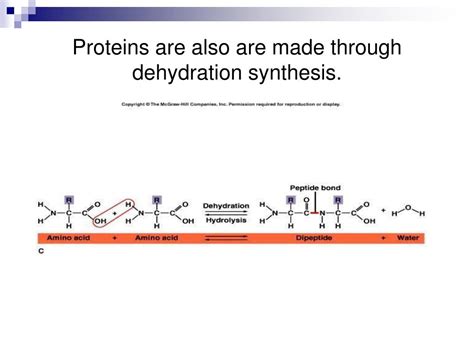 Ppt The Molecules Of Cells Powerpoint Presentation Free Download Id 1441763