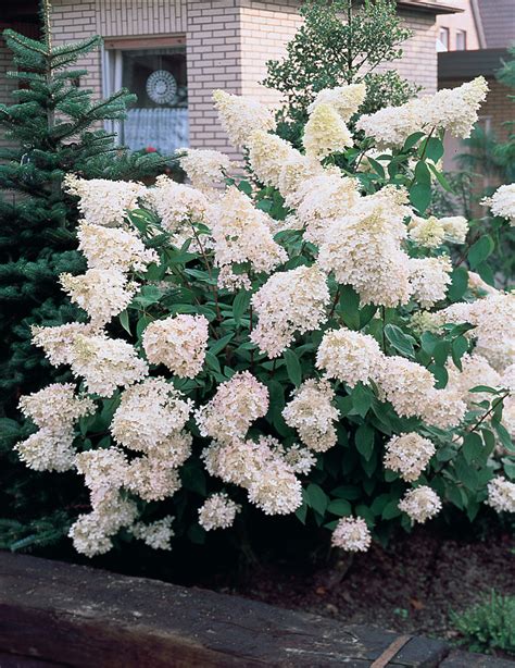 Krupnocvetna Drvenasta Hortenzija Hydrangea Paniculata