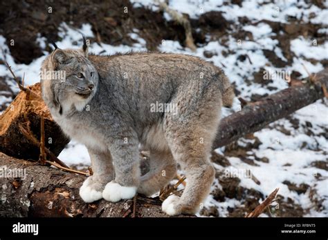 Paw Paws Hi Res Stock Photography And Images Alamy