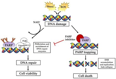 Parp Inhibitor Ovarian Cancer Brca Negative Cancerwalls