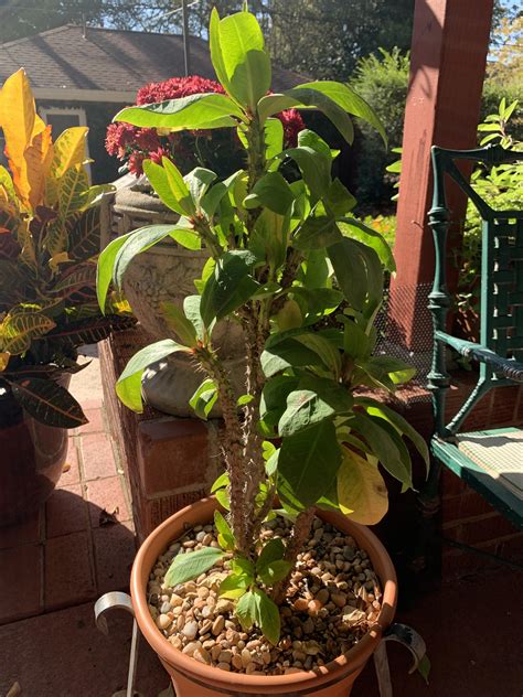 Crown Of Thorns Leaves Turning Yellow And Falling Off For Past Month Or