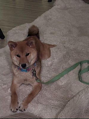 Gilbert AZ Shiba Inu Meet Mika A Pet For Adoption AdoptaPet