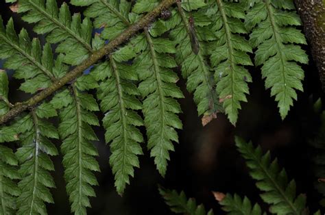 Dicksonia fibrosa (Dicksoniaceae) image 22409 at PhytoImages.siu.edu