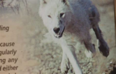 Les loups du Millénaire Pearltrees