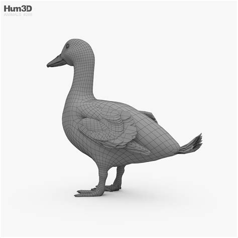 Pekin Duck 3d Model Download Birds On