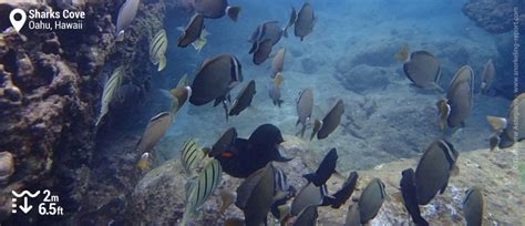 Snorkeling in Sharks Cove, Oahu | Snorkeling in Hawaii