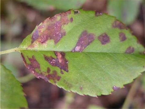 Downy Mildew On Flowers University Of Maryland Extension