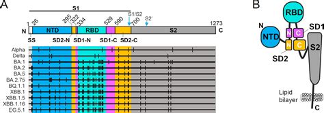 Epitopes Of An Antibody That Neutralizes A Wide Range Of Sars Cov