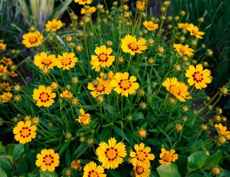 Coreopsis M S De Plantas Y Flores Del Mundo