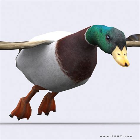 3drt Duck 3d Model Game Ready Animated Rigged