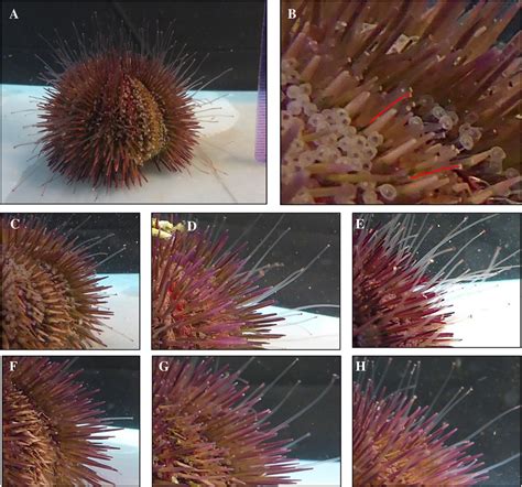 Sea Urchin Regeneration Assay A Single Strip Of Tube Feet And Adjacent