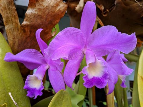 El Guarianthe Son Las Orquídeas Moradas Florece Orquídea De Guaria