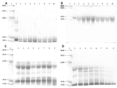 Reducing SDS PAGE Pattern Of Gliadins Proteins Subjected To Different