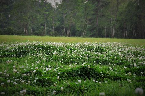 Pin On Things That Remind Me Of You Clover Field Nature Aesthetic