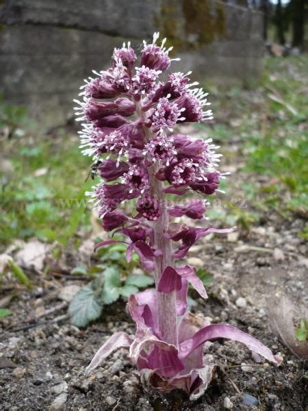 devětsil prvni posel šumavského jara Garden Flowers Plants