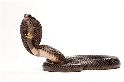 New snake species discovered in another snake’s belly