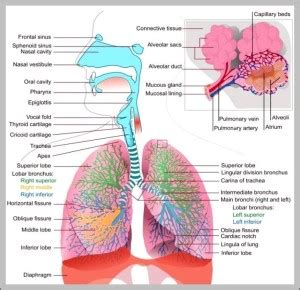 function of the respiratory system - Graph Diagram