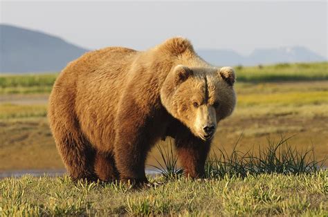 A Brown Grizzly Bear Ursus Arctos Photograph By Deb Garside