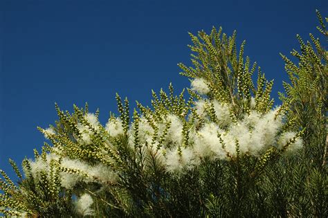 Tea Tree So Fluffy Apart From Other Useful Uses Vanessa Fire