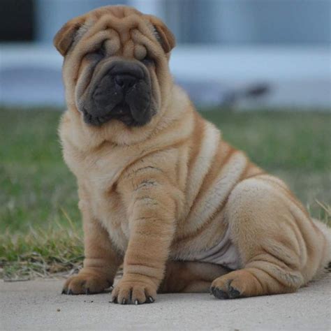 Cachorro Sharpei