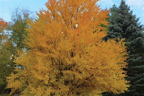 Deer Resistant Trees And Shrubs Heydens Gardens