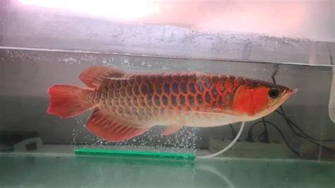 JUAL CEPAT IKAN ARWANA SUPER RED 50 CM Hewan Peliharaan 918989159