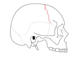 Skull bone markings Diagram | Quizlet