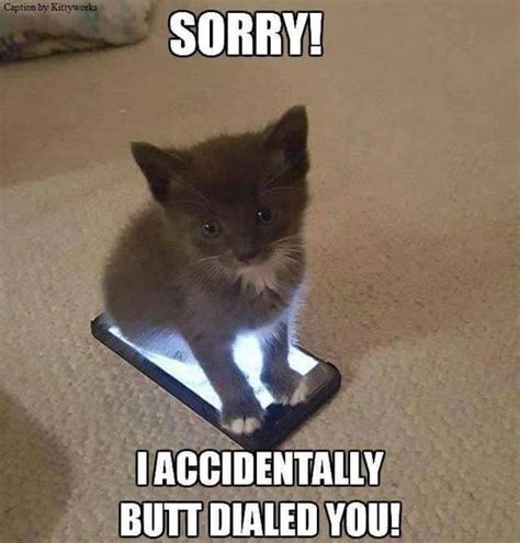 Funny Cute Kitten Meme