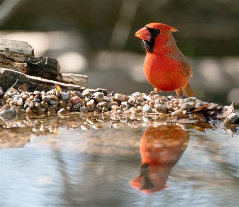 Close-up of a Red Cardinal (Cardinalis Cardinalis) Bird Looking Aside ...