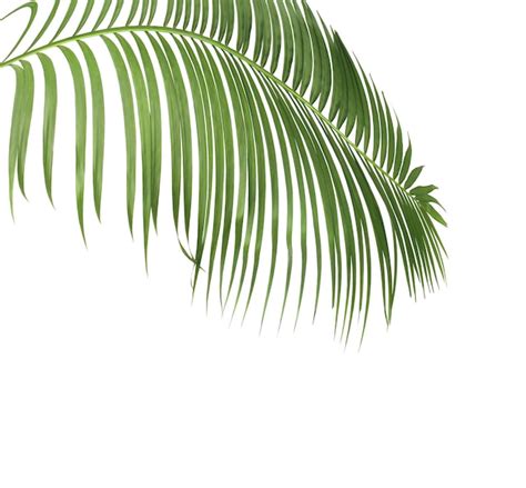 Premium Photo Concept Summer With Green Palm Leaf From Tropical Frond