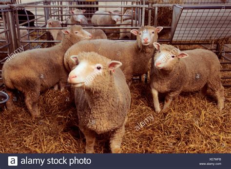 Dolly Clone Sheep High Resolution Stock Photography And Images Alamy