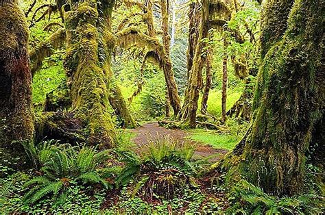 Hoh Rainforest, Washington State, USA (with Map & Photos)