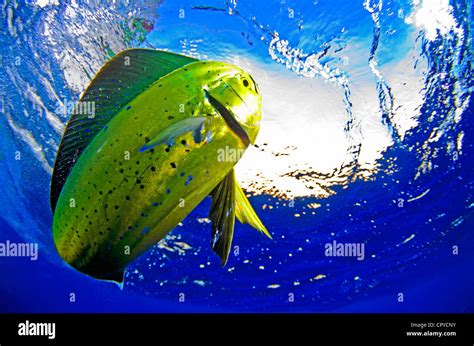 Mahi Mahi swimming by my camera Stock Photo - Alamy