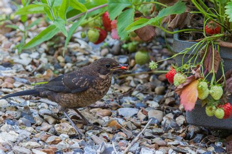 birds eating plants  cole sherrell blog
