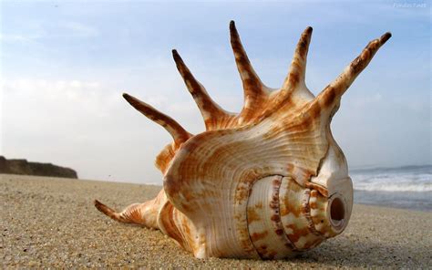 Conch Shells On Beach