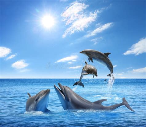 Beautiful Bottlenose Dolphin Jumping Out Of Sea With Clear Blue Water