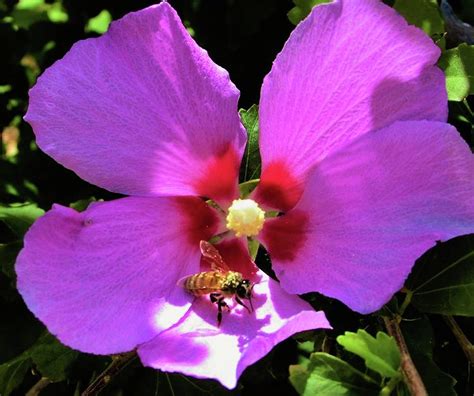 Desert Hibiscus With Honey Bee Photograph By Lois Rivera Fine Art America