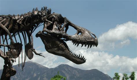 T. rex Fossil Skeleton Will Arrive at Smithsonian April 15 ...