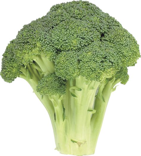 Collection of Broccoli PNG. | PlusPNG