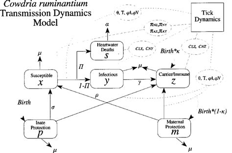 Schematic Representation Of A Model Of The Transmission Dynamics Of