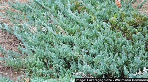 21 Juniper Trees and Shrubs: Types, Leaves, Berries (Pictures ...