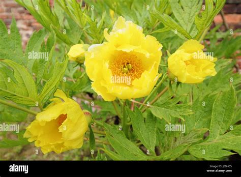 Yellow Tree Peony High Resolution Stock Photography And Images Alamy